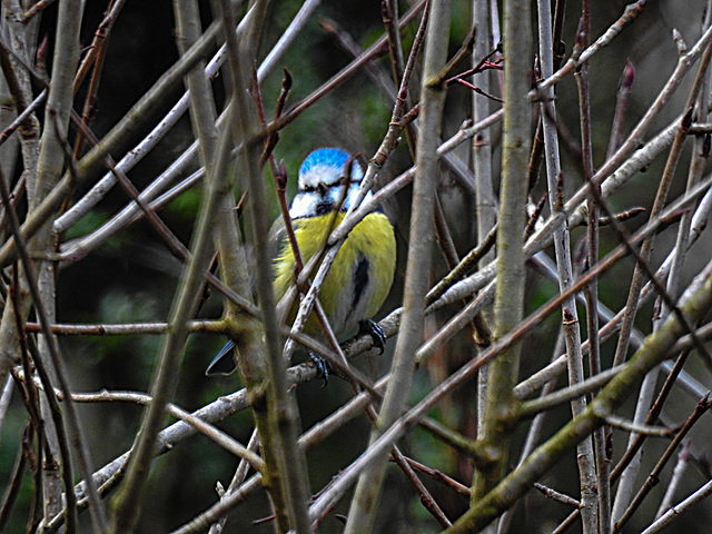 20230127 0012CPw [D~LIP] Blaumeise, Bad Salzuflen