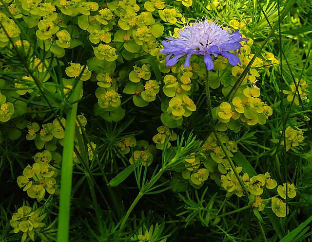 20230531 0555CPw [D~LIP] Zypressen-Wolfsmilch (Euphorbia cxparissias), Wiesen-Witwenblume (Knautia arvensis agg), UWZ, Bad Salzuflen