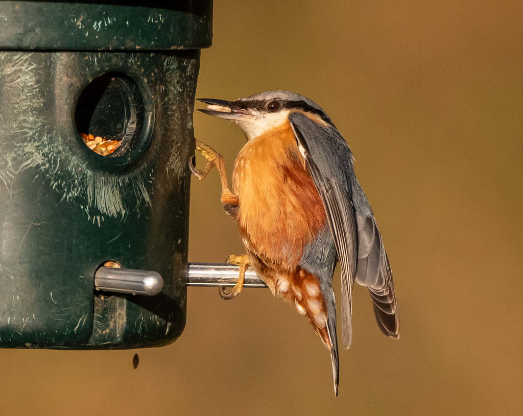 Nuthatch