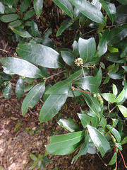 DSC01465 - canelinha Nectandra megapotamica, Lauraceae