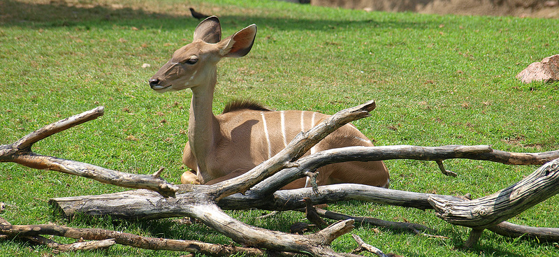 Greater Kudu at Indianapolis Zoo