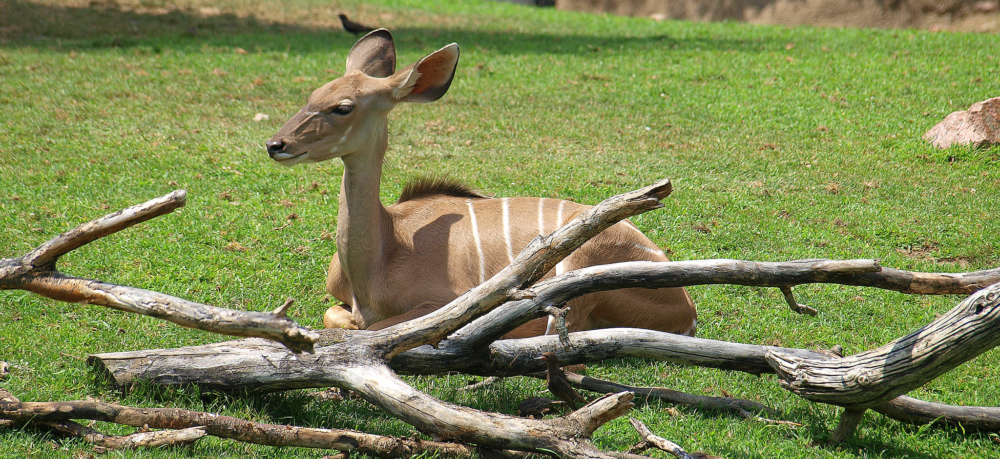 Greater Kudu at Indianapolis Zoo