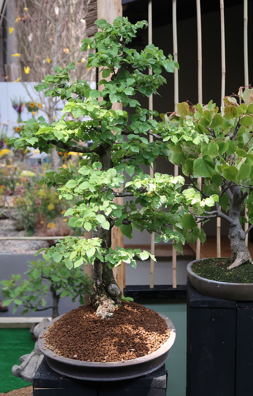Bonsai