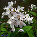 Frühling im Botanischen-Garten