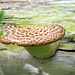 Dryad's Saddle (Polyporus squamosus), or also called Pheasant's-back Polypore.