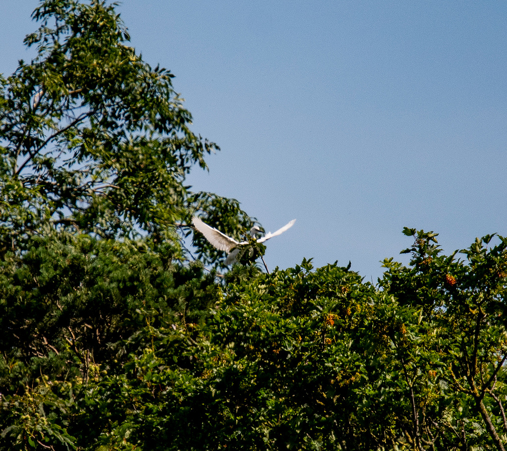 Little egret