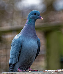 Stock dove4