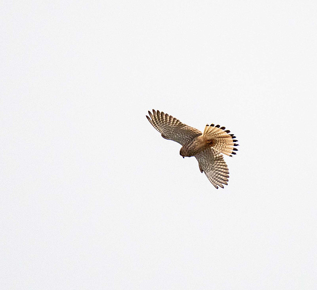 Kestrel