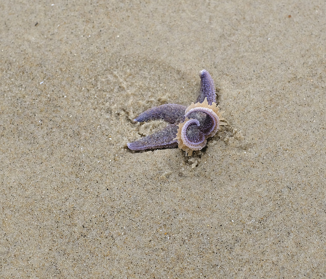 Wandering seastar