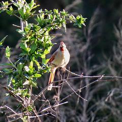 Northern cardinal (F)