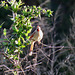 Northern cardinal (F)