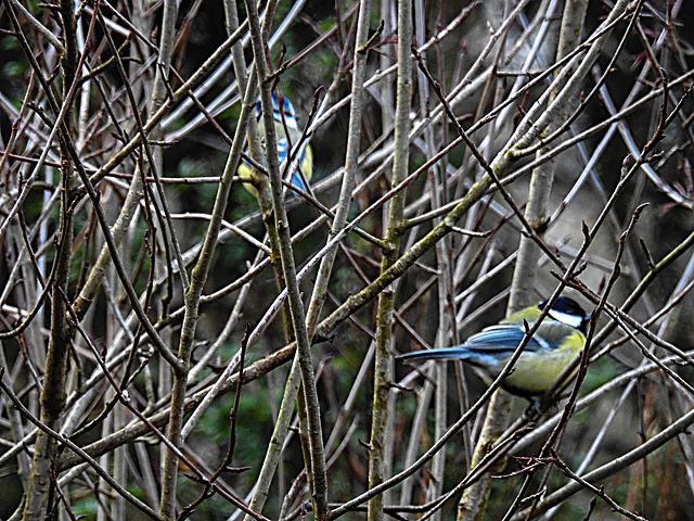 20230127 0013CPw [D~LIP] Blaumeise, Kohlmeise, Bad Salzuflen