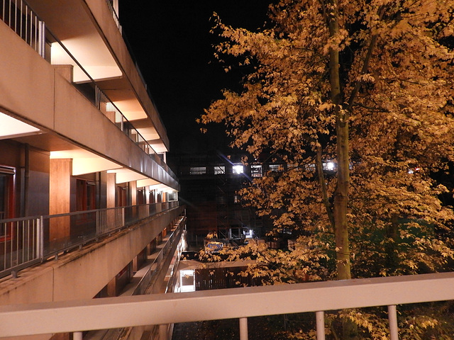 Autumn tree beside my window