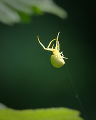 H2CF9999 v1 H2CF9999 v1