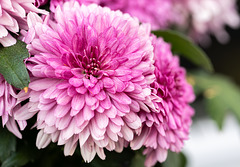 Chrysanthemums