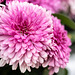 Chrysanthemums