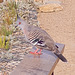 Crested pigeon