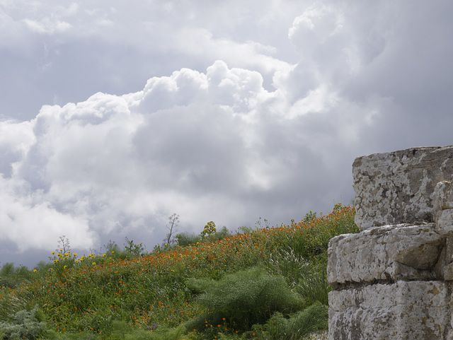 Frühling in Segesta