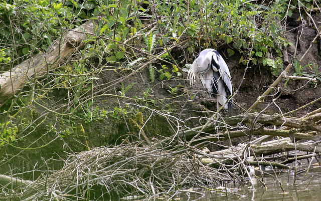 Heron au nid....