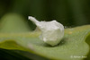 Paidiscura pallens egg sac