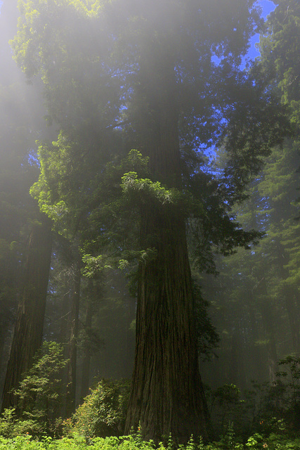 Along the Redwoods Highway