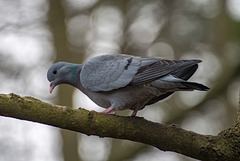 Stock dove5