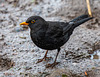 Blackbird
