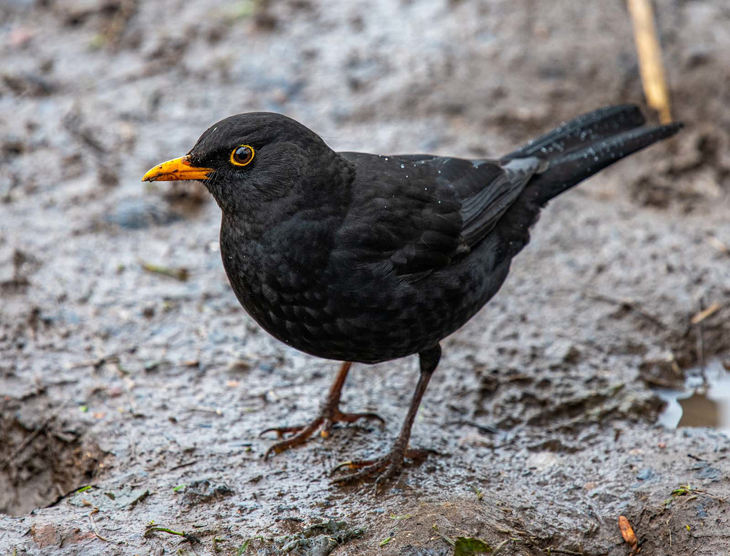 Blackbird