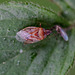 20110519 3178RMw [D~MI] Wanze, Großes Torfmoor, Hille