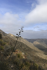 McKittrick Canyon