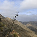 McKittrick Canyon