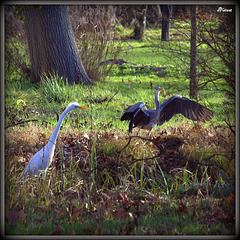 Le blanc de l'aigrette le gris cendré du héron