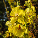 20220908 1650CPw [D~LIP] Prächtige Königskerze (Verbascum speciosum), UWZ, Bad Salzuflen