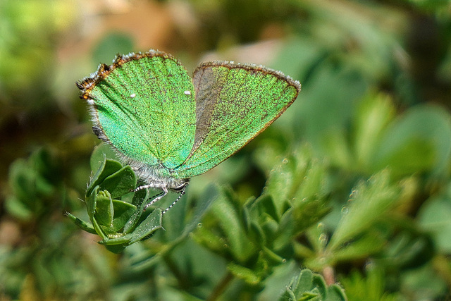 Eine Schönheit in Grün - A beauty in green