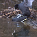 Reproduction