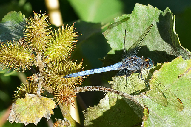 Southern Skimmer m (Orthetrum brunneum) 2