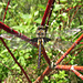 Common Baskettail (Tetragoneuria cynosura), male.