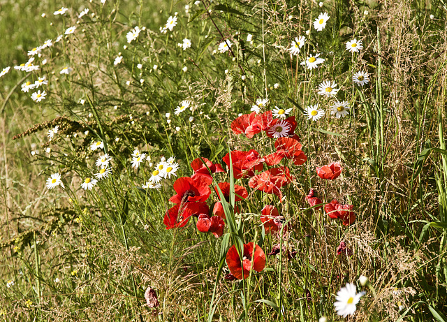 Sommerfarben