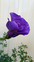 part open bud of native hibiscus