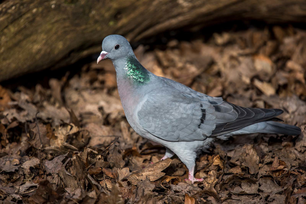 Stock dove6