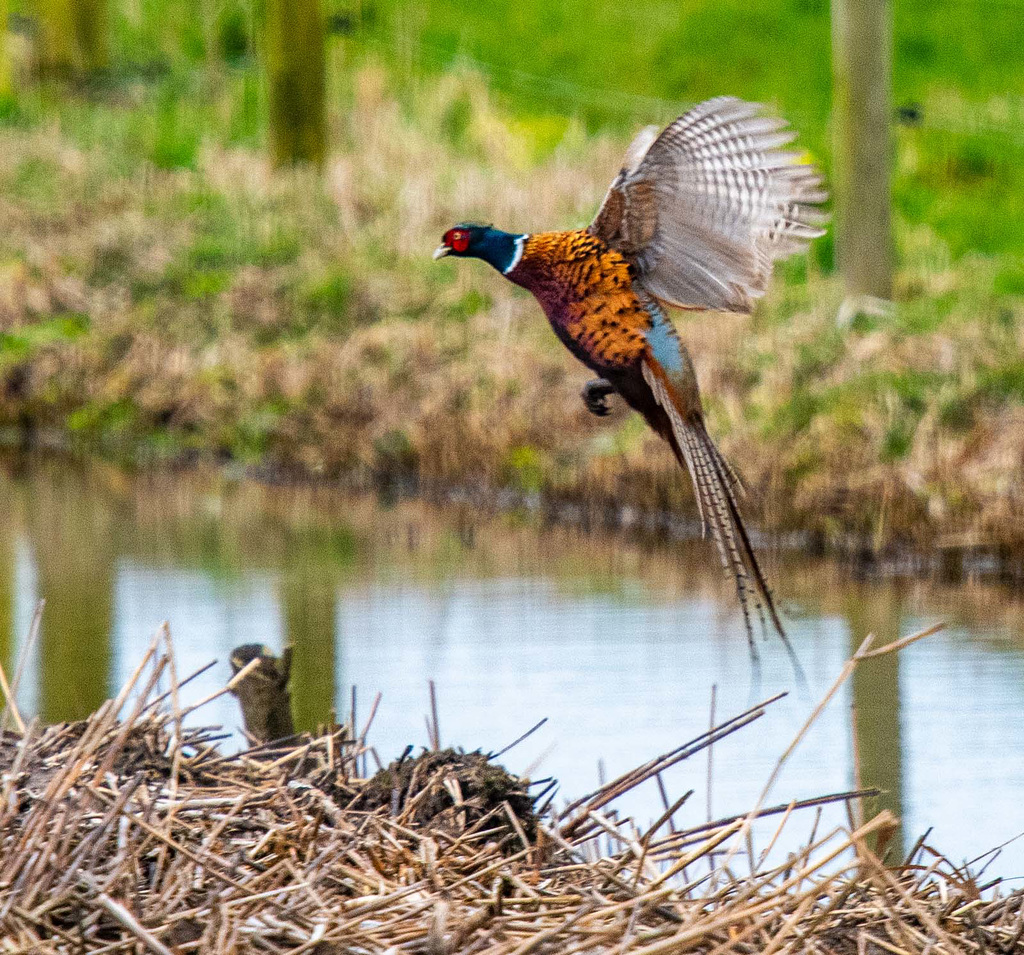 Pheasant