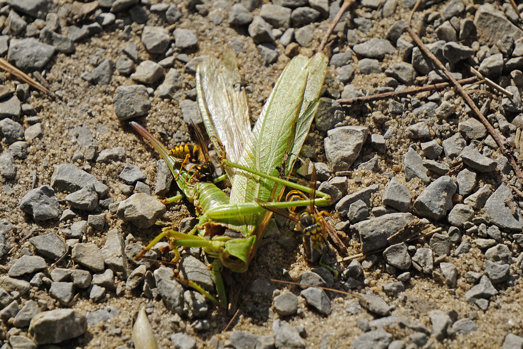 Nahrung für die Wespenbrut - Food for the wasp brood