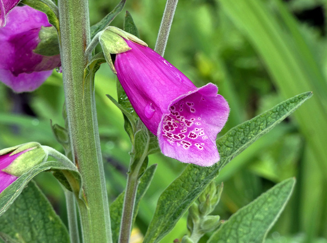 Foxglove ~ Lytes Cary Manor