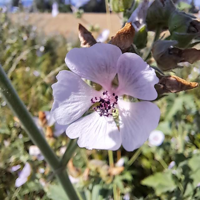 Echter Eibisch (Althaea officinalis)