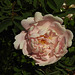 20230531 0508CPw [D~LIP] Bibernell-Rose (Rosa spinosissima), UWZ, Bad Salzuflen