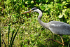 Ein Graureiher auf Beutefang - A grey heron hunting for prey