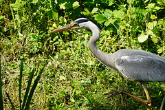 Ein Graureiher auf Beutefang - A grey heron hunting for prey Ein Graureiher auf Beutefang - A grey heron hunting for prey