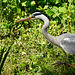 Ein Graureiher auf Beutefang - A grey heron hunting for prey