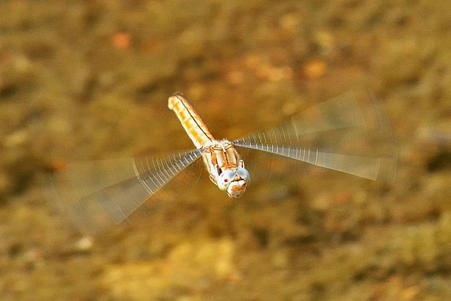 Southern Skimmer f in flight (Orthetrum brunneum)