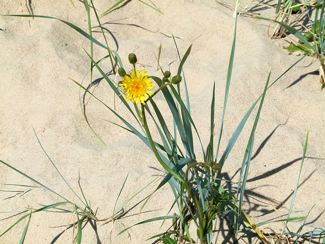 Gelbe Distel